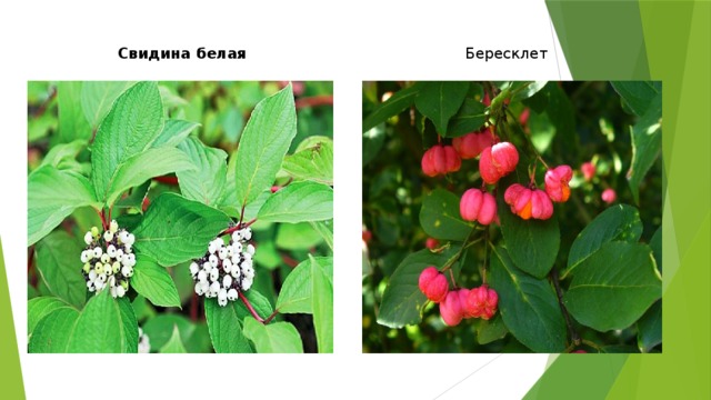 Бересклет Свидина белая 