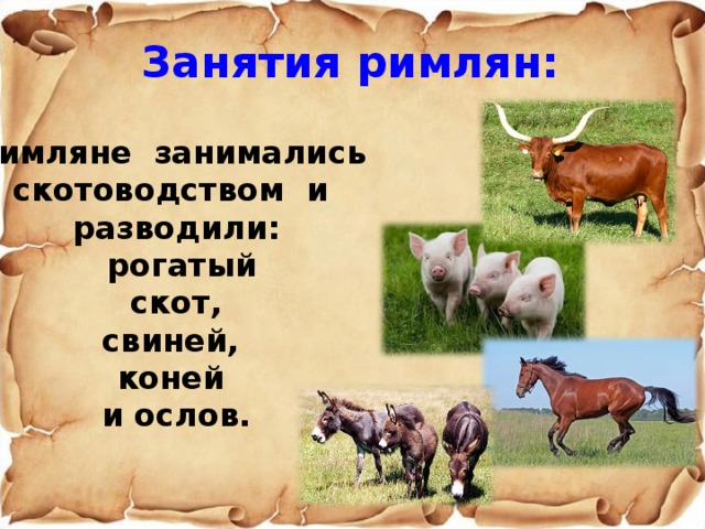 Занятия римлян: Римляне занимались скотоводством и разводили:  рогатый  скот, свиней, коней и ослов. 