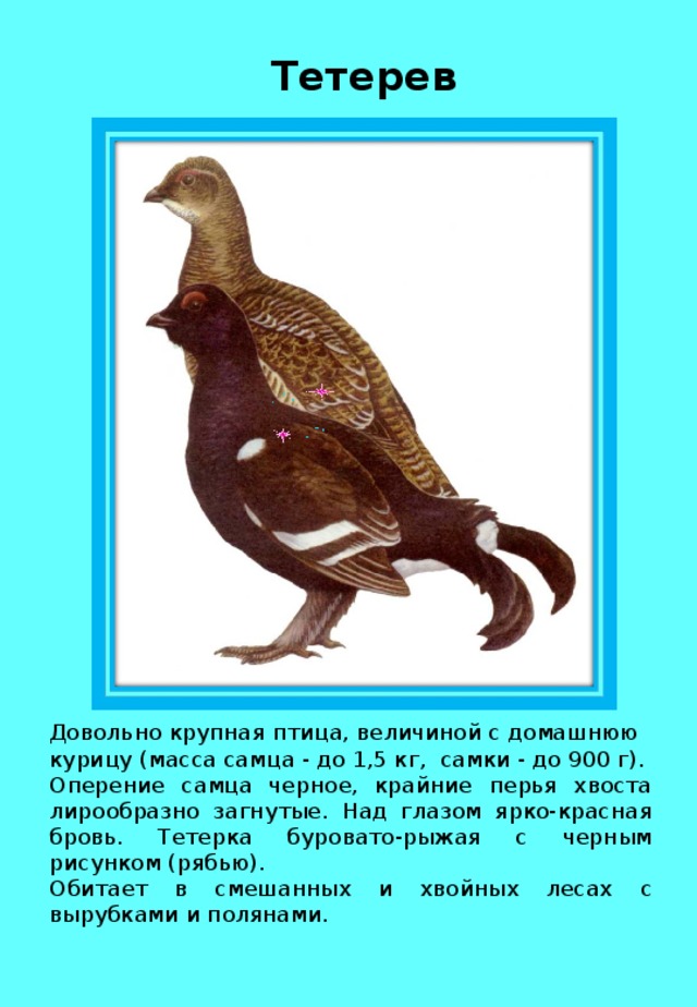 Тетерев Довольно крупная птица, величиной с домашнюю курицу (масса самца - до 1,5 кг, самки - до 900 г). Оперение самца черное, крайние перья хвоста лирообразно загнутые. Над глазом ярко-красная бровь. Тетерка буровато-рыжая с черным рисунком (рябью). Обитает в смешанных и хвойных лесах с вырубками и полянами. 