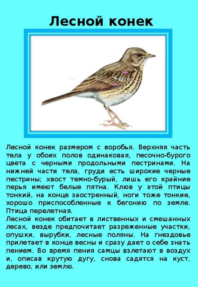 Лесной конек Лесной конек размером с воробья. Верхняя часть тела у обоих полов одинаковая, песочно-бурого цвета с черными продольными пестринами. На нижней части тела, груди есть широкие черные пестрины; хвост темно-бурый, лишь его крайние перья имеют белые пятна. Клюв у этой птицы тонкий, на конце заостренный, ноги тоже тонкие, хорошо приспособленные к бегонию по земле. Птица перелетная. Лесной конек обитает в лиственных и смешанных лесах, везде предпочитает разреженные участки, опушки, вырубки, лесные поляны. На гнездовье прилетает в конце весны и сразу дает о себе знать пением. Во время пения самцы взлетают в воздух и, описав крутую дугу, снова садятся на куст, дерево, или землю . 