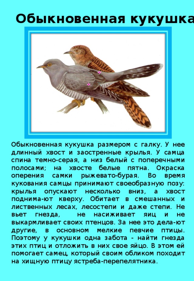 Обыкновенная кукушка Обыкновенная кукушка размером с галку. У нее длинный хвост и заостренные крылья. У самца спина темно-серая, а низ белый с поперечными полосами; на хвосте белые пятна. Окраска оперения самки рыжевато-бурая. Во время кукования самцы принимают своеобразную позу: крылья опускают несколько вниз, а хвост поднима-ют кверху. Обитает в смешанных и лиственных лесах, лесостепи и даже степи. Не вьет гнезда, не насиживает яиц и не выкармливает своих птенцов. За нее это дела-ют другие, в основном мелкие певчие птицы. Поэтому у кукушки одна забота - найти гнезда этих птиц и отложить в них свое яйцо. В этом ей помогает самец, который своим обликом походит на хищную птицу ястреба-перепелятника. 