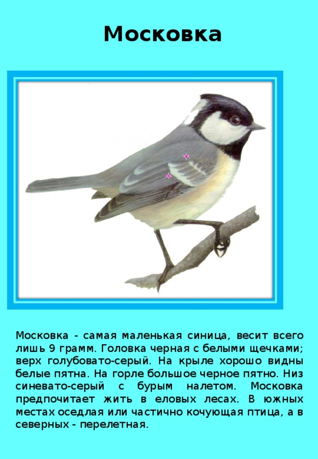 Московка Московка - самая маленькая синица, весит всего лишь 9 грамм. Головка черная с белыми щечками; верх голубовато-серый. На крыле хорошо видны белые пятна. На горле большое черное пятно. Низ синевато-серый с бурым налетом. Московка предпочитает жить в еловых лесах. В южных местах оседлая или частично кочующая птица, а в северных - перелетная. 