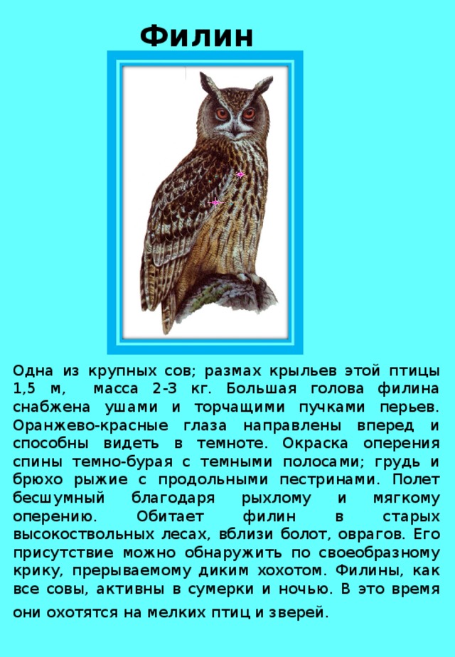 Филин Одна из крупных сов; размах крыльев этой птицы 1,5 м, масса 2-3 кг. Большая голова филина снабжена ушами и торчащими пучками перьев. Оранжево-красные глаза направлены вперед и способны видеть в темноте. Окраска оперения спины темно-бурая с темными полосами; грудь и брюхо рыжие с продольными пестринами. Полет бесшумный благодаря рыхлому и мягкому оперению. Обитает филин в старых высокоствольных лесах, вблизи болот, оврагов. Его присутствие можно обнаружить по своеобразному крику, прерываемому диким хохотом. Филины, как все совы, активны в сумерки и ночью. В это время они охотятся на мелких птиц и зверей.   