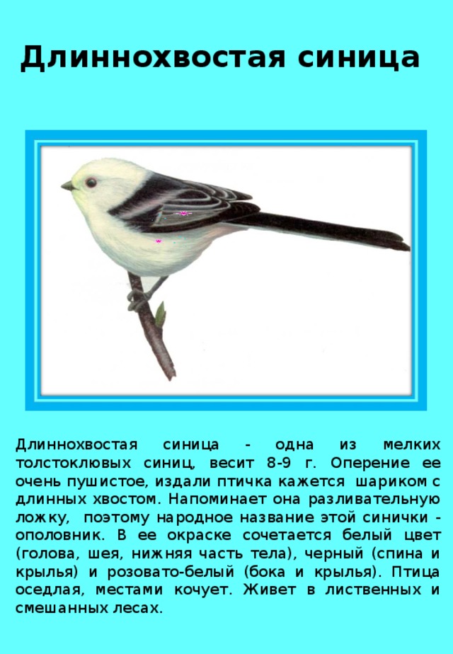 Длиннохвостая синица Длиннохвостая синица - одна из мелких толстоклювых синиц, весит 8-9 г. Оперение ее очень пушистое, издали птичка кажется шариком с длинных хвостом. Напоминает она разливательную ложку, поэтому народное название этой синички - ополовник. В ее окраске сочетается белый цвет (голова, шея, нижняя часть тела), черный (спина и крылья) и розовато-белый (бока и крылья). Птица оседлая, местами кочует. Живет в лиственных и смешанных лесах. 