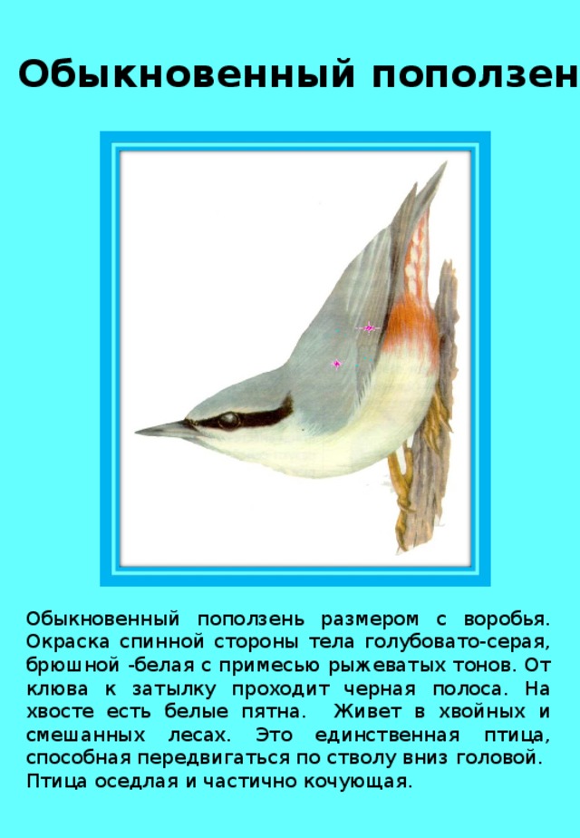 Обыкновенный поползень Обыкновенный поползень размером с воробья. Окраска спинной стороны тела голубовато-серая, брюшной -белая с примесью рыжеватых тонов. От клюва к затылку проходит черная полоса. На хвосте есть белые пятна. Живет в хвойных и смешанных лесах. Это единственная птица, способная передвигаться по стволу вниз головой. Птица оседлая и частично кочующая . 