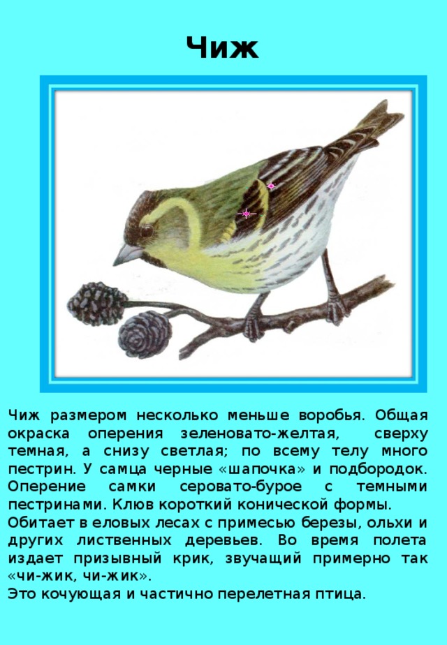 Чиж Чиж размером несколько меньше воробья. Общая окраска оперения зеленовато-желтая, сверху темная, а снизу светлая; по всему телу много пестрин. У самца черные «шапочка» и подбородок. Оперение самки серовато-бурое с темными пестринами. Клюв короткий конической формы. Обитает в еловых лесах с примесью березы, ольхи и других лиственных деревьев. Во время полета издает призывный крик, звучащий примерно так «чи-жик, чи-жик». Это кочующая и частично перелетная птица . 