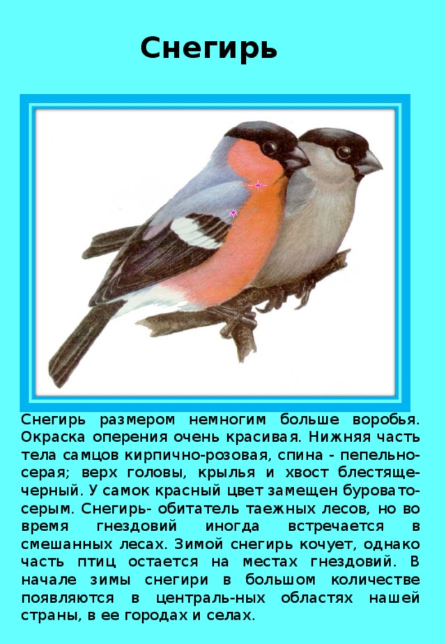 Снегирь Снегирь размером немногим больше воробья. Окраска оперения очень красивая. Нижняя часть тела самцов кирпично-розовая, спина - пепельно-серая; верх головы, крылья и хвост блестяще-черный. У самок красный цвет замещен буровато-серым. Снегирь- обитатель таежных лесов, но во время гнездовий иногда встречается в смешанных лесах. Зимой снегирь кочует, однако часть птиц остается на местах гнездовий. В начале зимы снегири в большом количестве появляются в централь-ных областях нашей страны, в ее городах и селах. 