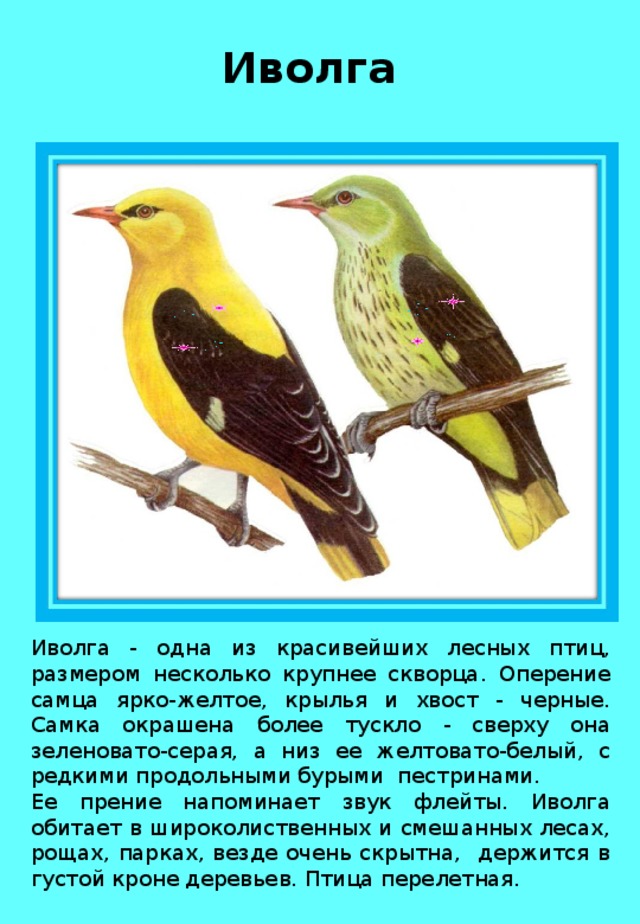 Иволга Иволга - одна из красивейших лесных птиц, размером несколько крупнее скворца. Оперение самца ярко-желтое, крылья и хвост - черные. Самка окрашена более тускло - сверху она зеленовато-серая, а низ ее желтовато-белый, с редкими продольными бурыми пестринами. Ее прение напоминает звук флейты. Иволга обитает в широколиственных и смешанных лесах, рощах, парках, везде очень скрытна, держится в густой кроне деревьев. Птица перелетная. 