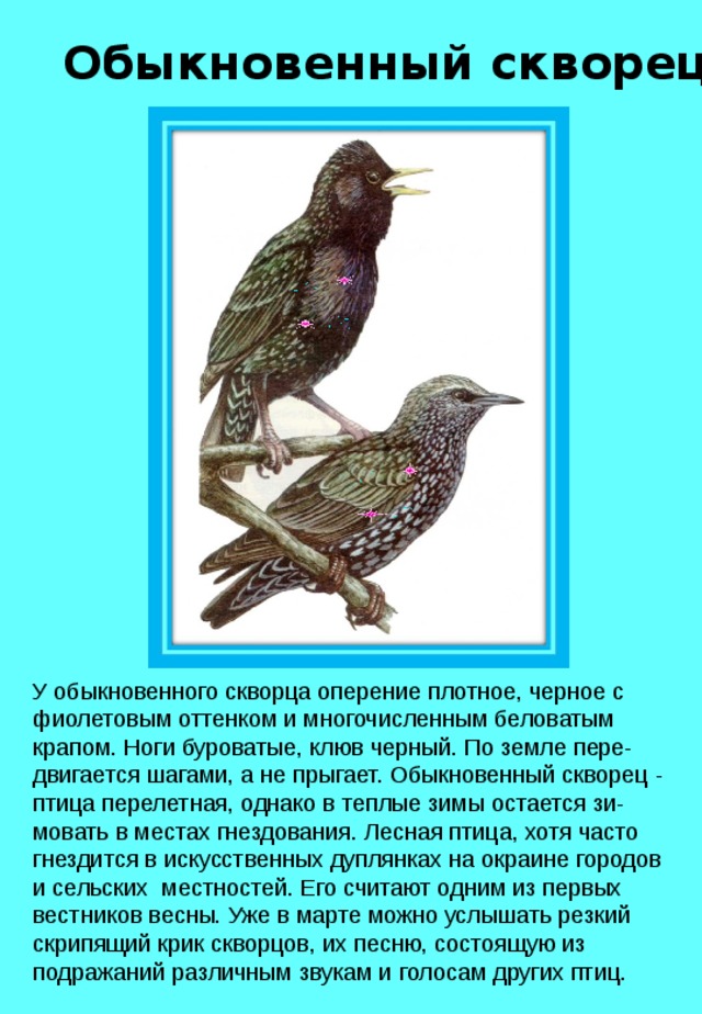 Обыкновенный скворец У обыкновенного скворца оперение плотное, черное с фиолетовым оттенком и многочисленным беловатым крапом. Ноги буроватые, клюв черный. По земле пере-двигается шагами, а не прыгает. Обыкновенный скворец - птица перелетная, однако в теплые зимы остается зи-мовать в местах гнездования. Лесная птица, хотя часто гнездится в искусственных дуплянках на окраине городов и сельских местностей. Его считают одним из первых вестников весны. Уже в марте можно услышать резкий скрипящий крик скворцов, их песню, состоящую из подражаний различным звукам и голосам других птиц. 