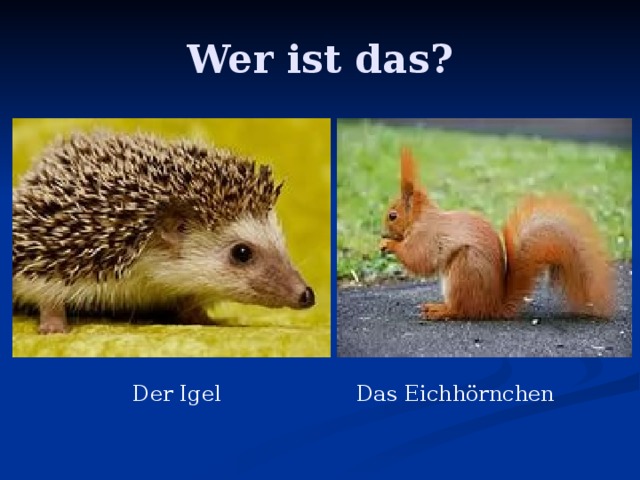 Wer ist das? Der Igel Das Eichhörnchen 