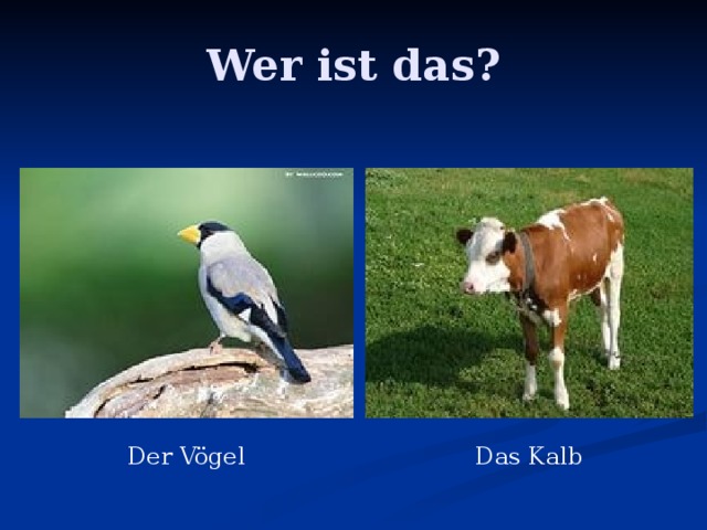 Wer ist das? Der Vögel Das Kalb 