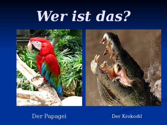 Wer ist das?  . Der Papagei Der Krokodil 