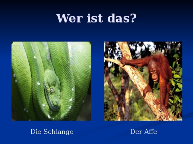 Wer ist das? Die Schlange Der Affe 