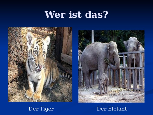 Wer ist das? Der Tiger Der Elefant 