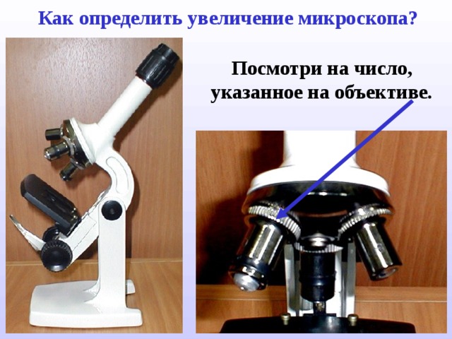 Как определить увеличение микроскопа? Посмотри на число, указанное на объективе. 