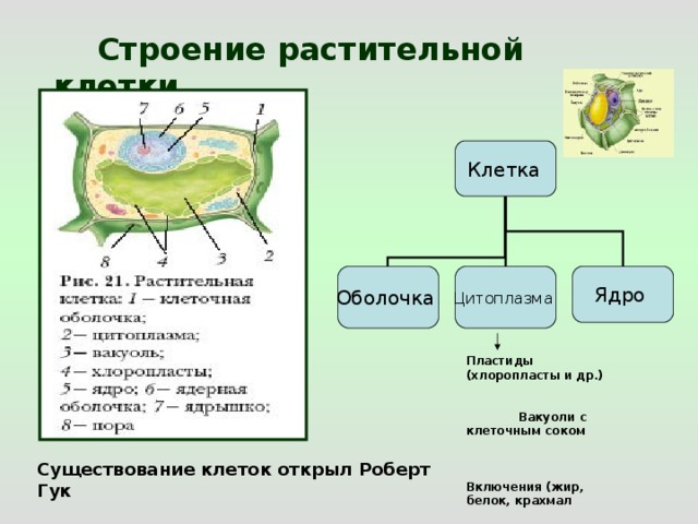  Строение растительной клетки  Клетка  Оболочка Цитоплазма Ядро Пластиды (хлоропласты и др.)  Вакуоли с клеточным соком  Включения (жир, белок, крахмал Существование клеток открыл Роберт Гук 