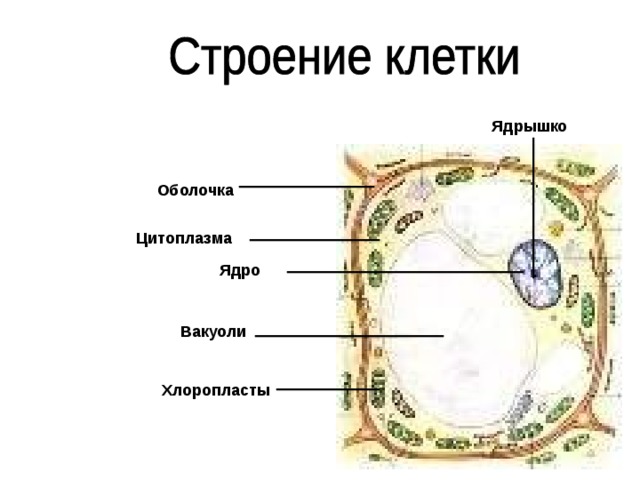 Ядрышко  Оболочка Цитоплазма Ядро  Вакуоли  Хлоропласты 