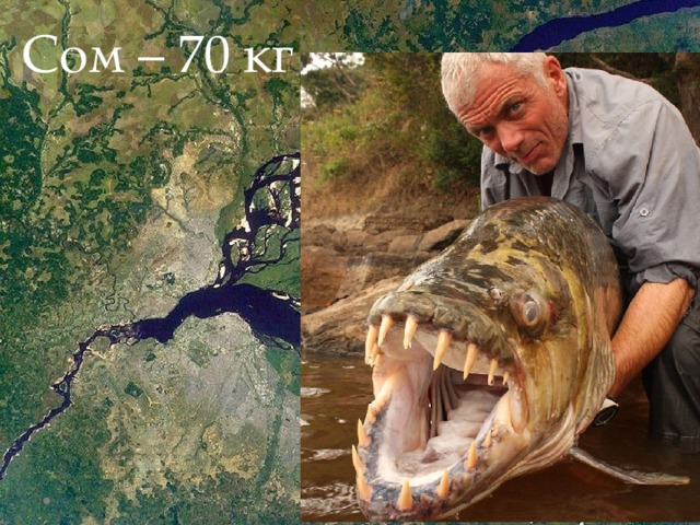 Сом – 70 кг 