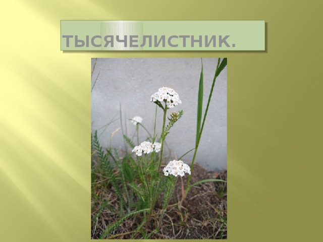 Тысячелистник. 
