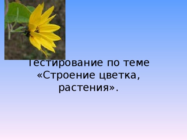 Тестирование по теме «Строение цветка, растения». 