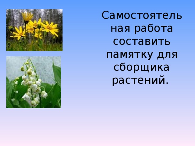 Самостоятельная работа составить памятку для сборщика растений. 