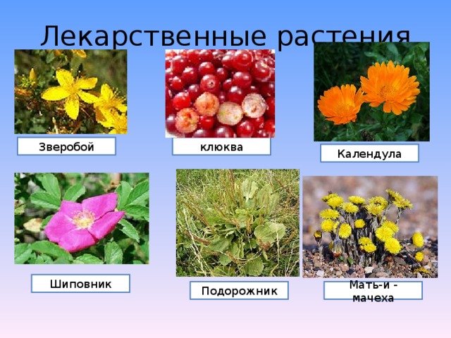 Лекарственные растения Зверобой клюква Календула Шиповник Мать-и - мачеха Подорожник 