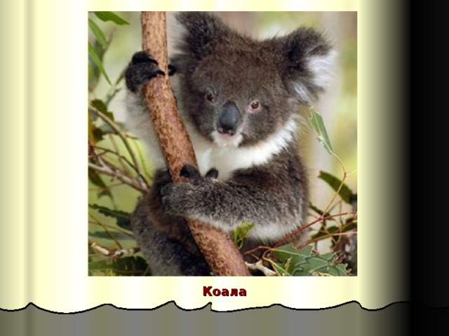 Коала 