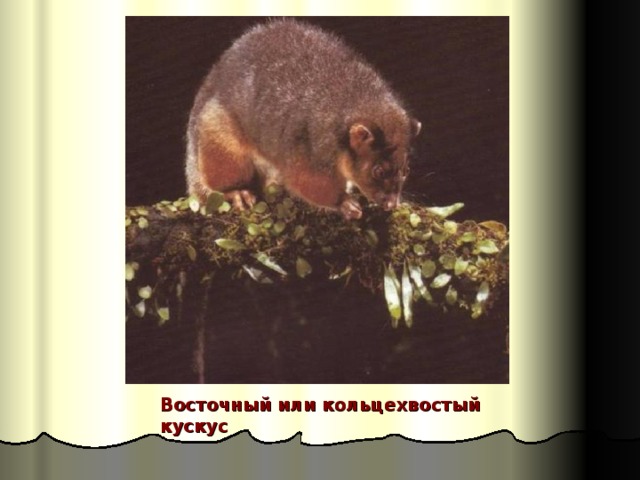 Восточный или кольцехвостый кускус 