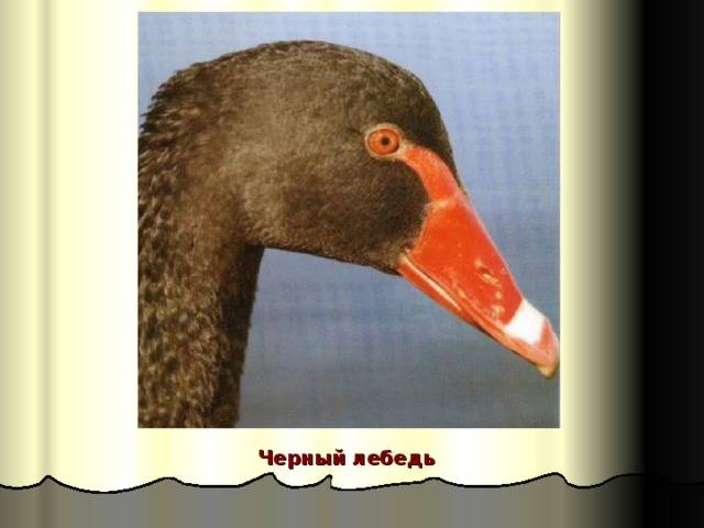 Черный лебедь 