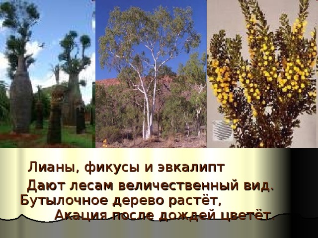  Лианы, фикусы и эвкалипт  Дают лесам величественный вид. Бутылочное дерево растёт, Акация после дождей цветёт.   