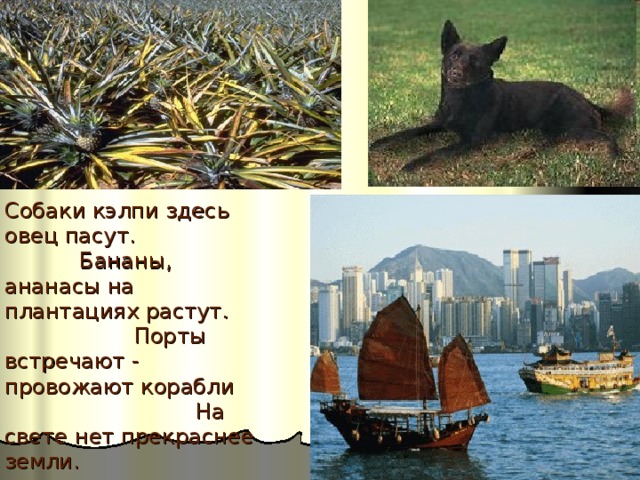  Собаки кэлпи здесь овец пасут. Бананы, ананасы на плантациях растут. Порты встречают - провожают корабли На свете нет прекраснее земли.   