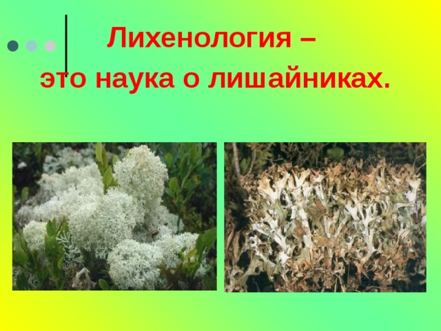 Лихенология – это наука о лишайниках. 