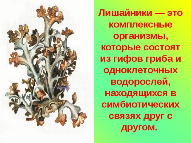 Лишайники — это комплексные организмы, которые состоят из гифов гриба и одноклеточных водорослей, находящихся в симбиотических связях друг с другом.  
