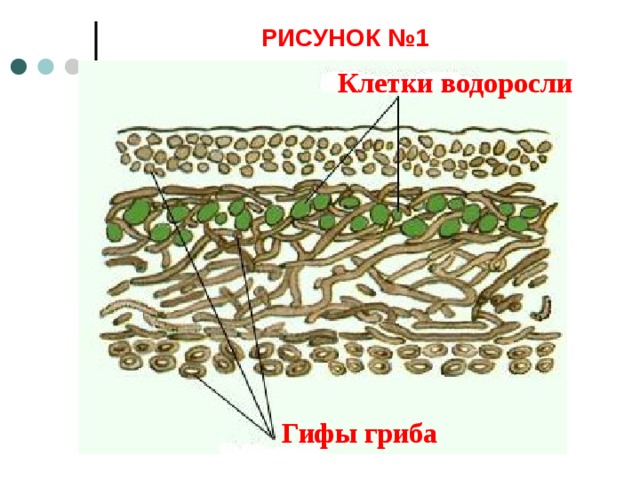 РИСУНОК №1 Клетки водоросли Гифы гриба 