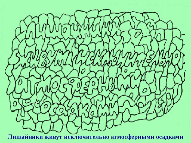 Лишайники живут исключительно атмосферными осадками 
