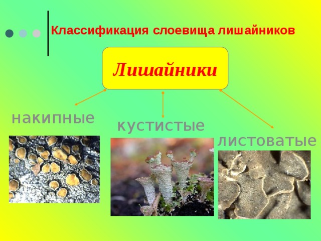 Классификация слоевища лишайников Лишайники накипные кустистые листоватые 