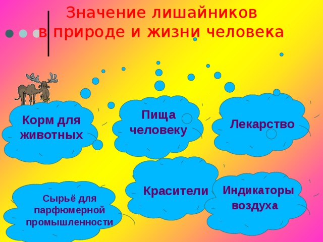 Значение лишайников в природе и жизни человека Лекарство Пища человеку Корм для животных  Красители Для интерактивной доски Индикаторы воздуха  Сырьё для парфюмерной промышленности 