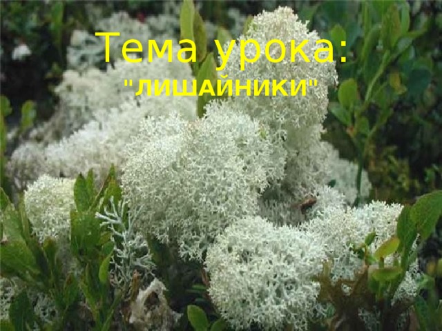 Тема урока: 