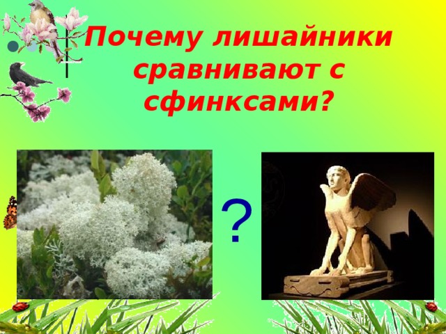 Почему лишайники сравнивают с сфинксами? ? 