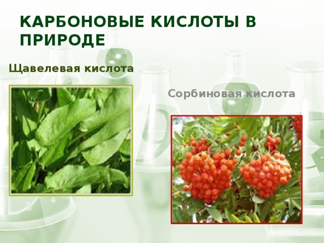 Карбоновые кислоты в природе Щавелевая кислота Сорбиновая кислота 