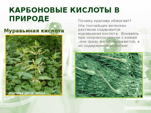Карбоновые кислоты в природе Муравьиная кислота  Почему крапива обжигает? (На тончайших волосках растения содержится муравьиная кислота. Вонзаясь при соприкосновении с кожей ,они сразу же обламываются, а их содержимое обжигает 