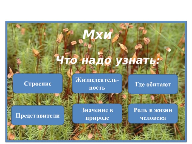 Тема исследования: Мхи Что надо узнать: 