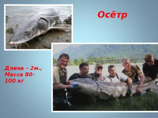 Осётр Длина – 2м., Масса 80-100 кг 