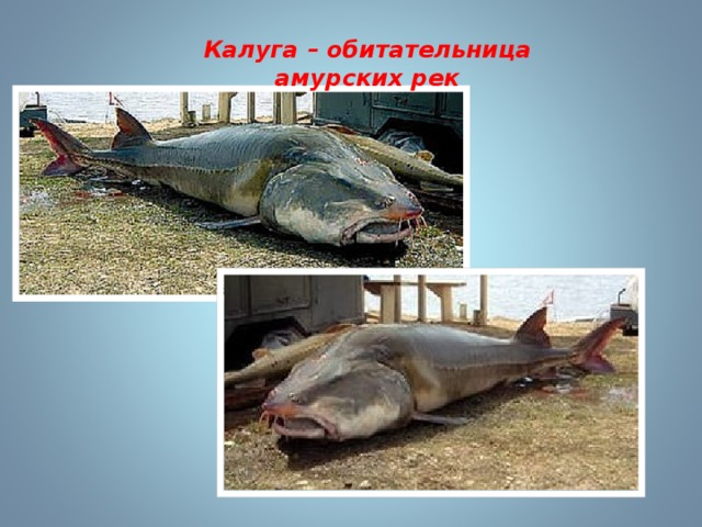 Калуга – обитательница амурских рек 