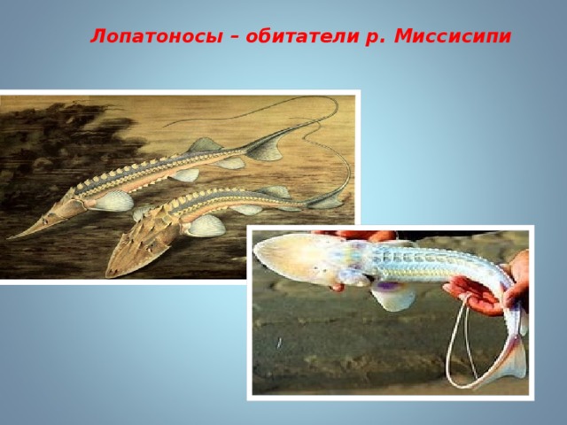 Лопатоносы – обитатели р. Миссисипи 