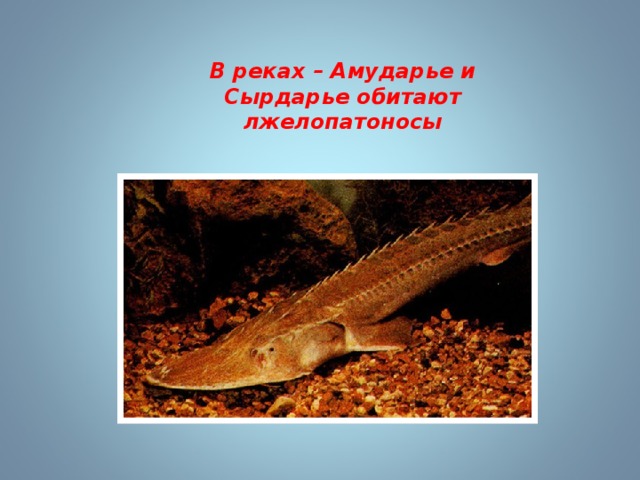 В реках – Амударье и Сырдарье обитают лжелопатоносы 