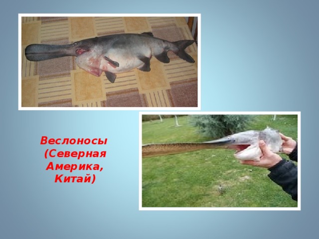 Веслоносы (Северная Америка, Китай) 