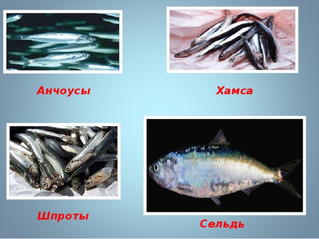 Анчоусы Хамса Шпроты Сельдь 