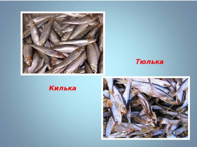 Тюлька Килька 