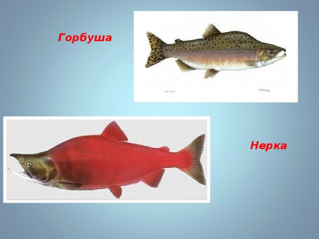 Горбуша Нерка 